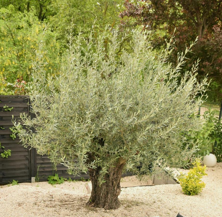 Olive Apartman Alsóörs 外观 照片